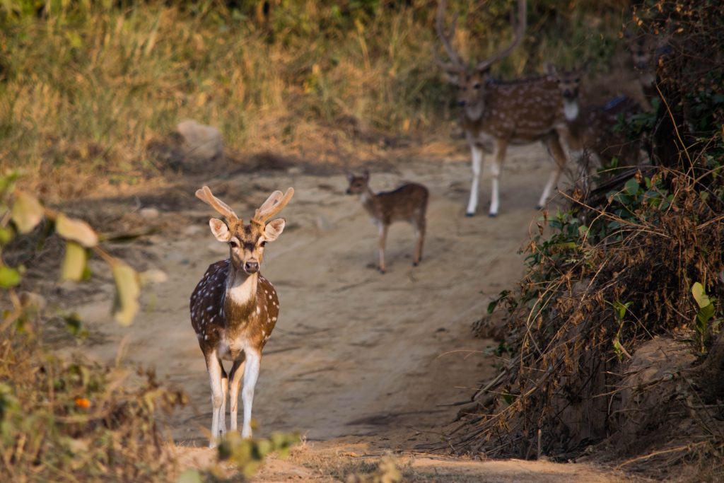 Corbett National Park