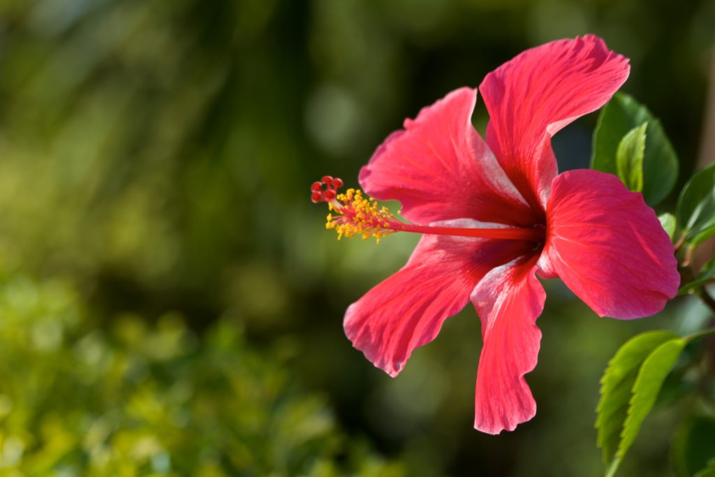 Hibiscus