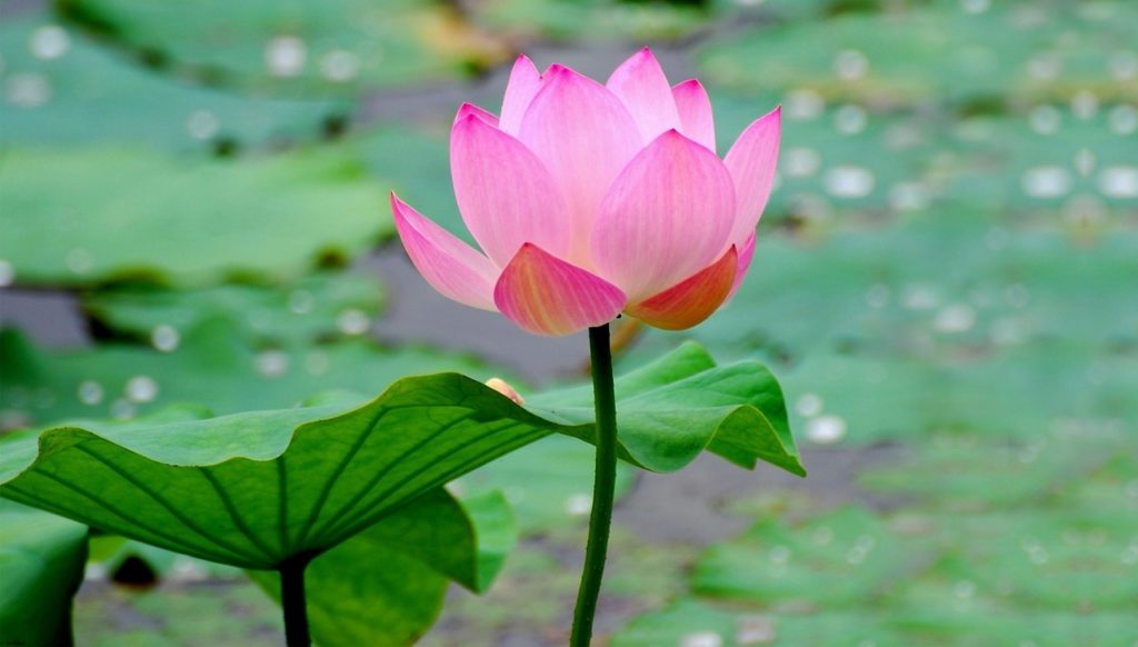 Lotus