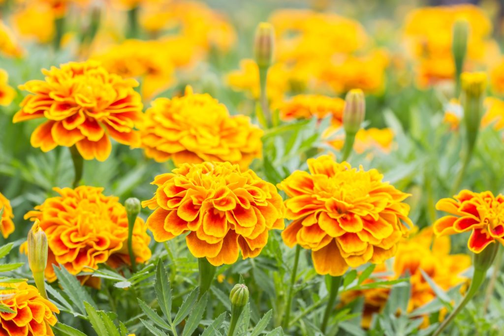 Marigold