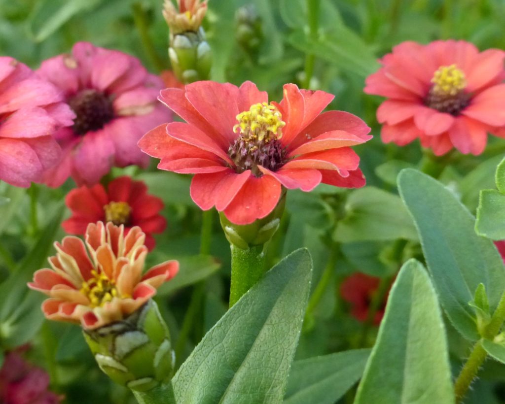 Zinnia